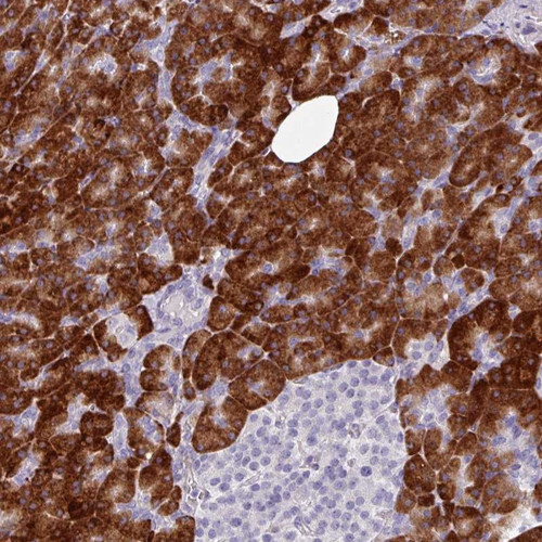Immunohistochemical staining of human pancreas shows strong cytoplasmic positivity in exocrine glandular cells.