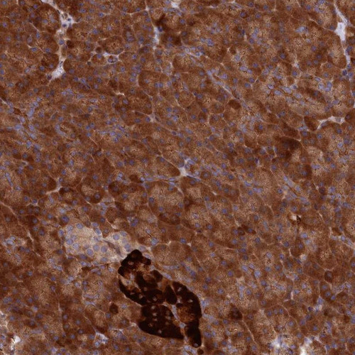 Immunohistochemical staining of human pancreas shows strong cytoplasmic positivity in exocrine glandular cells.