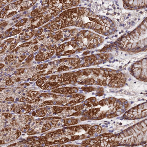 Immunohistochemical staining of human stomach, lower shows strong cytoplasmic positivity in glandular cells.