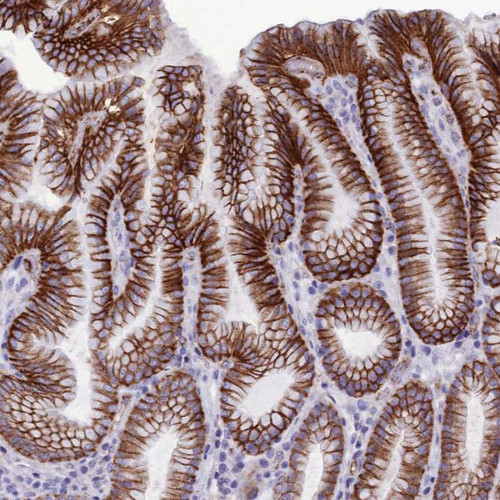 Immunohistochemical staining of human stomach shows strong membranous positivity in glandular cells.