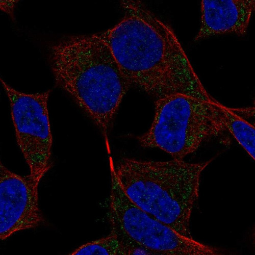Immunofluorescent staining of human cell line SH-SY5Y shows localization to mitochondria.
