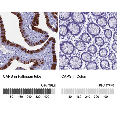 Immunohistochemistry analysis in human fallopian tube and colon tissues using Anti-CAPS antibody. Corresponding CAPS RNA-seq data are presented for the same tissues.
