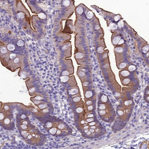 Immunohistochemical staining of human small intestine shows moderate luminal membranous positivity in glandular cells.