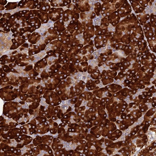 Immunohistochemical staining of human pancreas shows strong cytoplasmic positivity in exocrine glandular cells.