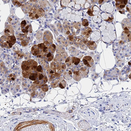 Immunohistochemical staining of human salivary gland shows strong cytoplasmic positivity in subset of glandular cells.