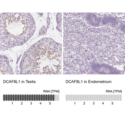 Immunohistochemistry analysis in human testis and endometrium tissues using Anti-DCAF8L1 antibody. Corresponding DCAF8L1 RNA-seq data are presented for the same tissues.