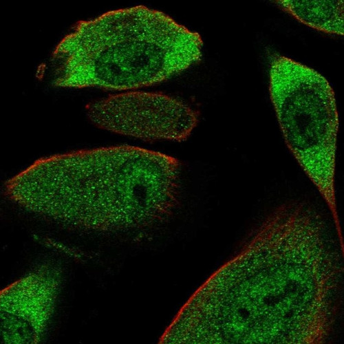 Immunofluorescent staining of human cell line RPTEC TERT1 shows localization to nucleoplasm & cytosol.