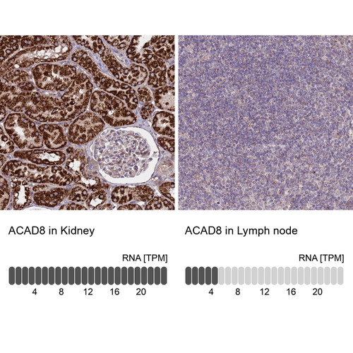 Immunohistochemistry analysis in human kidney and lymph node tissues using HPA043903 antibody. Corresponding ACAD8 RNA-seq data are presented for the same tissues.