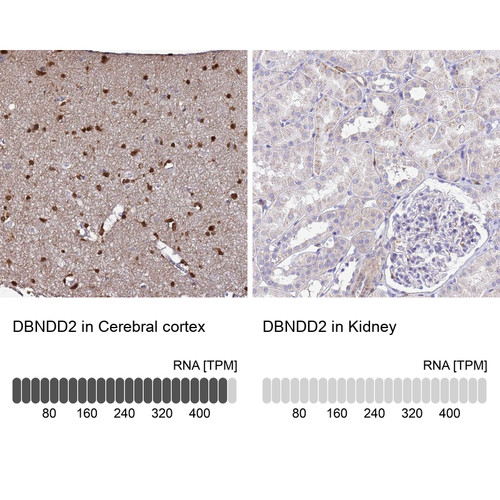 Immunohistochemistry analysis in human cerebral cortex and kidney tissues using Anti-DBNDD2 antibody. Corresponding DBNDD2 RNA-seq data are presented for the same tissues.