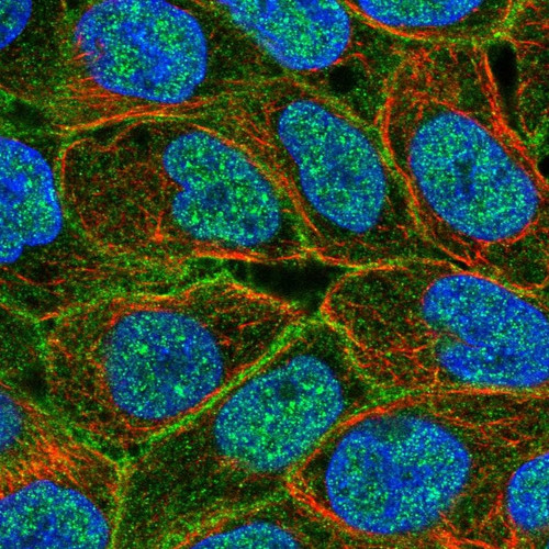 Immunofluorescent staining of human cell line RT4 shows localization to nucleoplasm, plasma membrane & cell junctions.