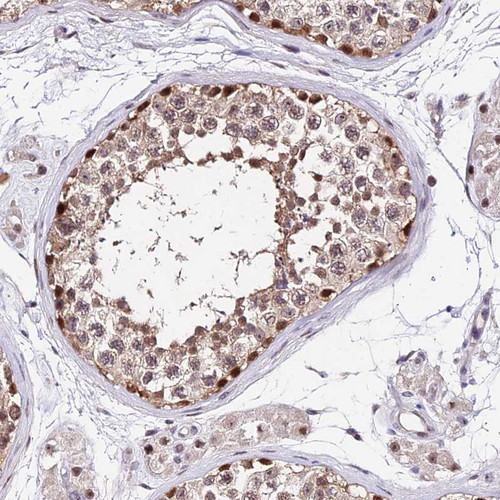 Immunohistochemical staining of human testis shows strong nuclear and cytoplasmic positivity in cells in seminiferous ducts.