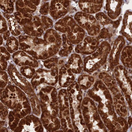 Immunohistochemical staining of human kidney shows strong cytoplasmic positivity in cells in renal tubules.