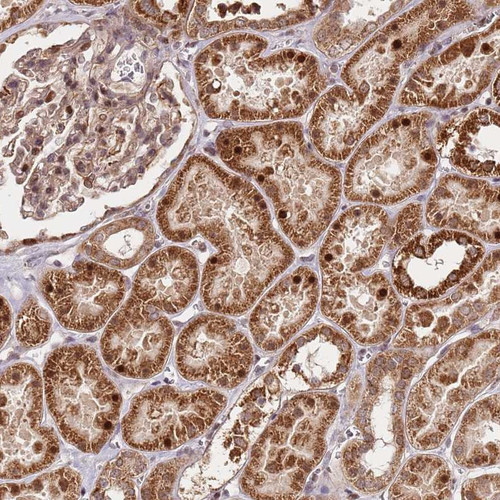 Immunohistochemical staining of human kidney shows strong cytoplasmic and nuclear positivity in renal tubules.