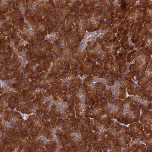 Immunohistochemical staining of human pancreas shows strong cytoplasmic positivity in exocrine glandular cells.