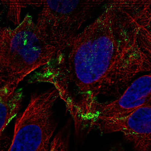 Immunofluorescent staining of human cell line U-2 OS shows localization to plasma membrane.