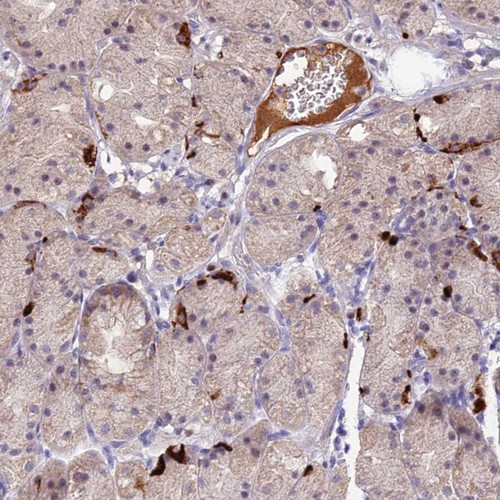 Immunohistochemical staining of human stomach shows strong cytoplasmic positivity in subset of glandular cells.