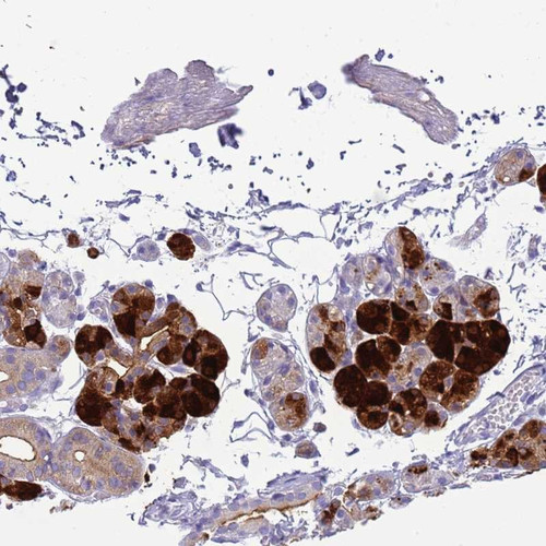 Immunohistochemical staining of human salivary gland shows strong cytoplasmic positivity in glandular cells.