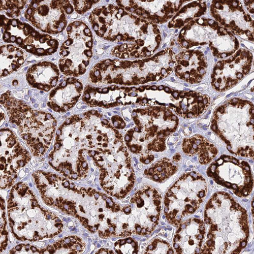 Immunohistochemical staining of human kidney shows strong granular cytoplasmic positivity in cells in tubules.