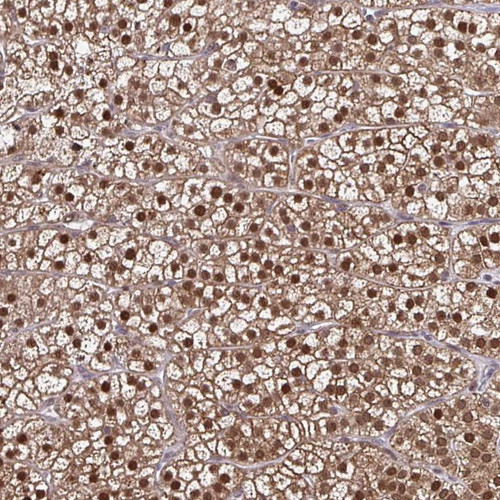 Immunohistochemical staining of human adrenal gland shows nuclear and cytoplasmic positivity in glandular cells.