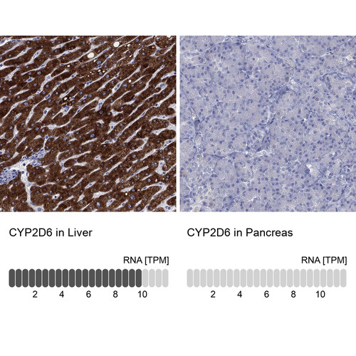 Immunohistochemistry analysis in human liver and pancreas tissues using HPA045223 antibody. Corresponding CYP2D6 RNA-seq data are presented for the same tissues.