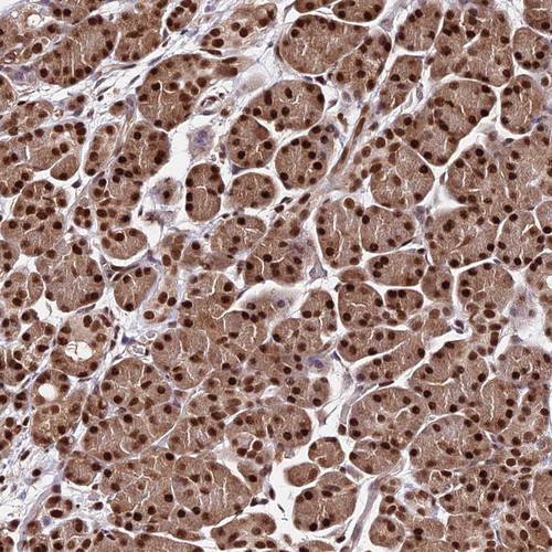 Immunohistochemical staining of human pancreas shows strong nuclear positivity in exocrine glandular cells.