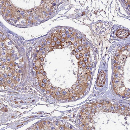 Immunohistochemical staining of human testis shows weak to moderate cytoplasmic positivity in cells in seminiferous ducts.