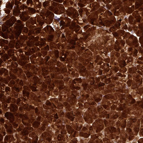 Immunohistochemical staining of human pancreas shows strong cytoplasmic positivity in exocrine glandular cells.