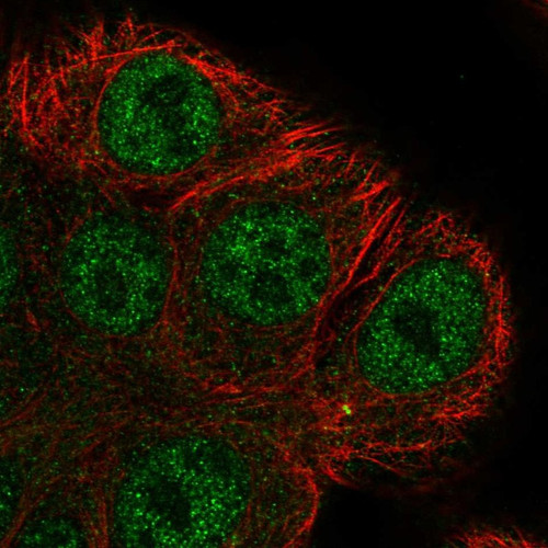 Immunofluorescent staining of human cell line MCF7 shows localization to nucleoplasm & centrosome.