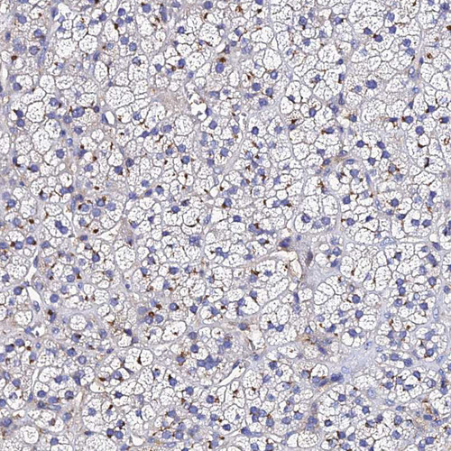 Immunohistochemical staining of human adrenal gland shows weak cytoplasmic and membranous positivity in glandular cells.