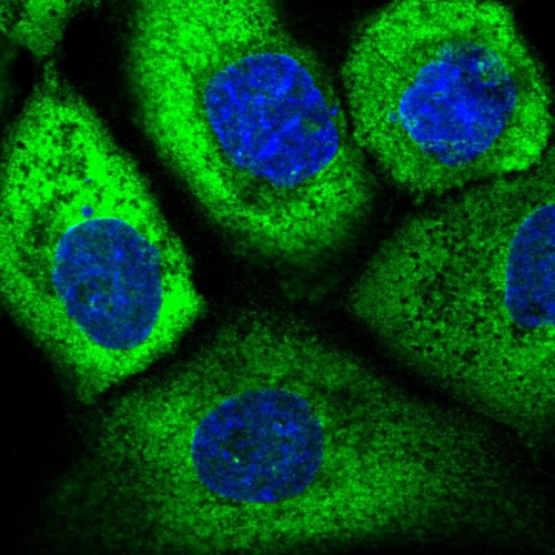 Immunofluorescent staining of human cell line A-431 shows localization to cytosol.
