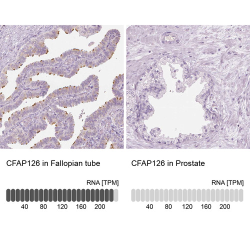 Immunohistochemistry analysis in human fallopian tube and prostate tissues using Anti-CFAP126 antibody. Corresponding CFAP126 RNA-seq data are presented for the same tissues.