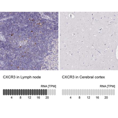 Immunohistochemistry analysis in human lymph node and cerebral cortex tissues using HPA045942 antibody. Corresponding CXCR3 RNA-seq data are presented for the same tissues.