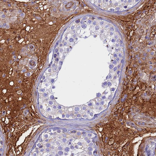 Immunohistochemical staining of human testis shows strong positivity in secretion.