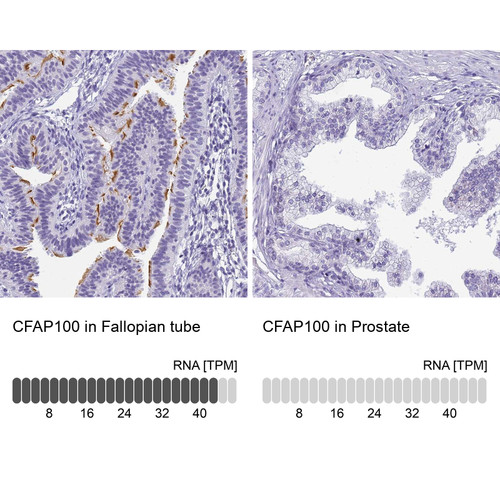 Immunohistochemistry analysis in human fallopian tube and prostate tissues using Anti-CFAP100 antibody. Corresponding CFAP100 RNA-seq data are presented for the same tissues.