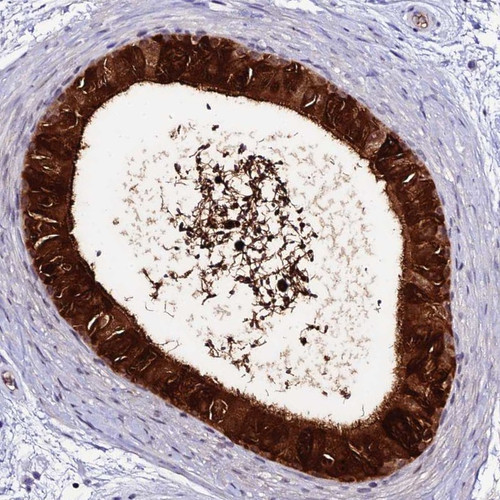 Immunohistochemical staining of human epididymis shows strong cytoplasmic and membranous positivity in glandular cells.
