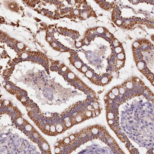 Immunohistochemical staining of human small intestine shows strong cytoplasmic positivity in glandular cells.