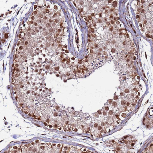 Immunohistochemical staining of human testis shows strong nuclear positivity in subset of cells in seminiferous ducts.