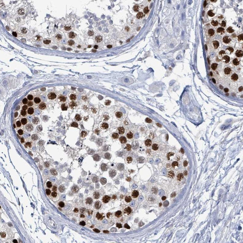 Immunohistochemical staining of human testis shows strong nuclear positivity in cells in seminiferus ducts.