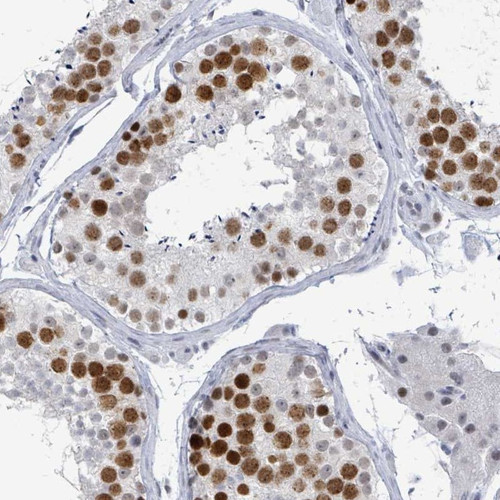 Immunohistochemical staining of human testis shows strong nuclear positivity in cells in seminiferus ducts.