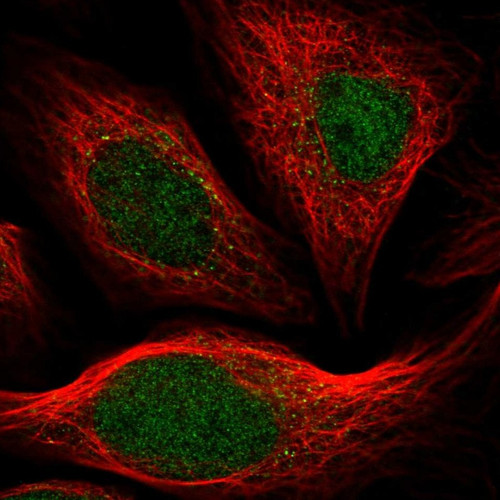 Immunofluorescent staining of human cell line U-2 OS shows localization to nucleus.