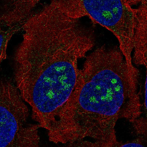 Immunofluorescent staining of human cell line U-2 OS shows localization to nucleoli.