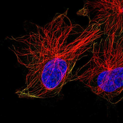 Immunofluorescent staining of human cell line U-251 MG shows localization to microtubules.