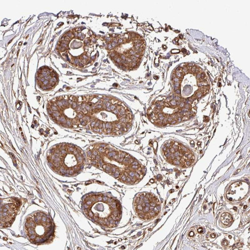 Immunohistochemical staining of human breast shows strong cytoplasmic positivity in glandular cells.