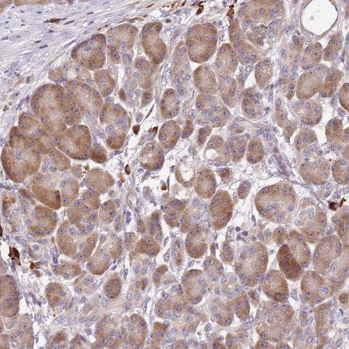 Immunohistochemical staining of human pancreas shows moderate cytoplasmic and nucleolar positivity in exocrine glandular cells.