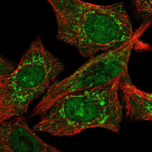 Immunofluorescent staining of human cell line A549 shows localization to nucleoplasm, cytosol & mitochondria.