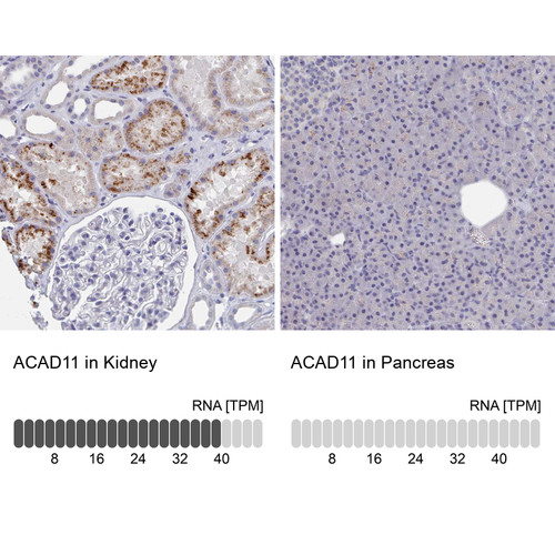 Immunohistochemistry analysis in human kidney and pancreas tissues using HPA048317 antibody. Corresponding ACAD11 RNA-seq data are presented for the same tissues.