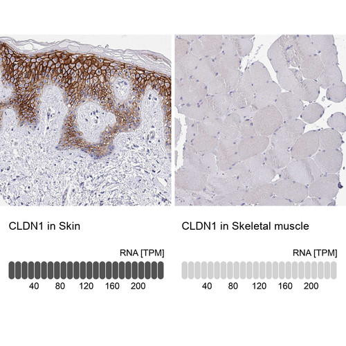 Immunohistochemistry analysis in human skin and skeletal muscle tissues using HPA048319 antibody. Corresponding CLDN1 RNA-seq data are presented for the same tissues.
