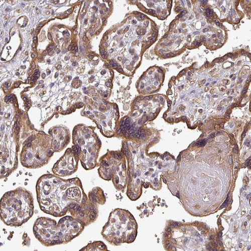 Immunohistochemical staining of human placenta shows strong granular cytoplasmic positivity in trophoblastic cells.