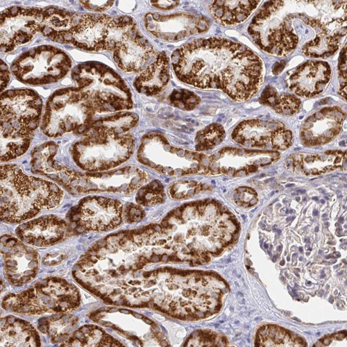 Immunohistochemical staining of human kidney shows strong cytoplasmic positivity in renal tubules.