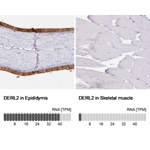 Immunohistochemistry analysis in human thyroid gland and skeletal muscle tissues using Anti-DERL2 antibody. Corresponding DERL2 RNA-seq data are presented for the same tissues.